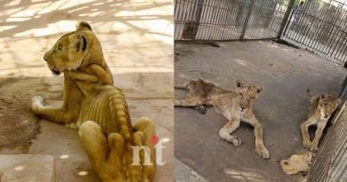Lions are starving to death in a Sudan par-SudanAnimalRescue