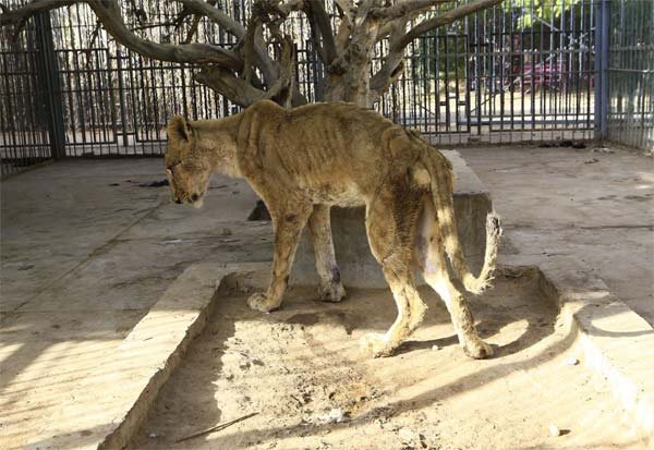 Sudan lion Sudan Animal Rescue