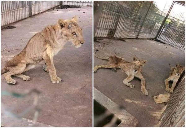 Sudan lion Sudan Animal Rescue