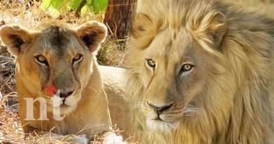 two lions in van vihar national park