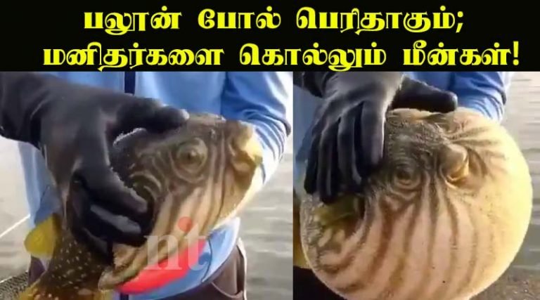 பலூன் போல் பெரிதாகும்; மனிதர்களை கொல்லும் பஃபர் மீன்கள்! – வீடியோ