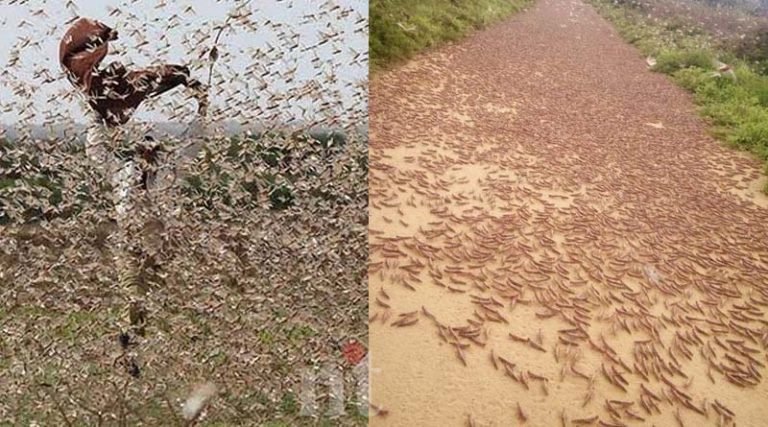 சோமாலியாவில் அவசர நிலை – 20,000 கோடி வெட்டுக்கிளிகள்! – வீடியோ