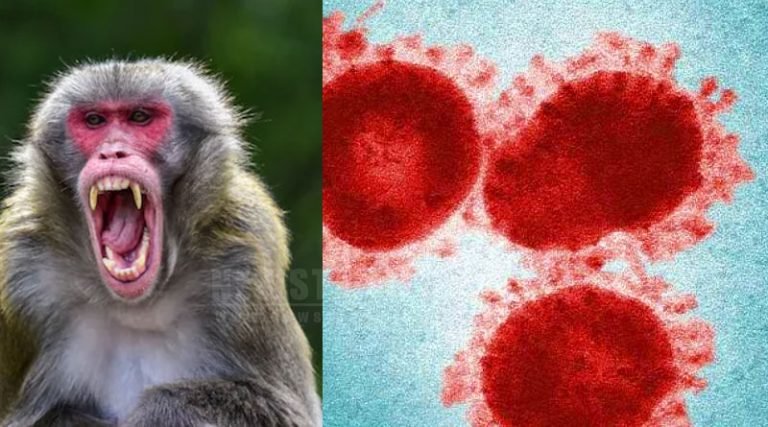 What is Monkey B virus? – குரங்கு B வைரஸ் தொற்று அறிகுறிகள்