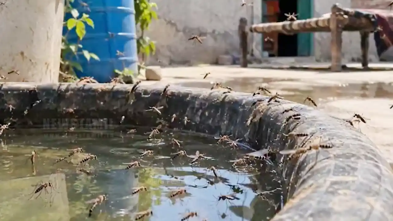 மழை இல்லாமலும் டெங்கு பரவுவது ஏன்? இதுதான் காரணம்!